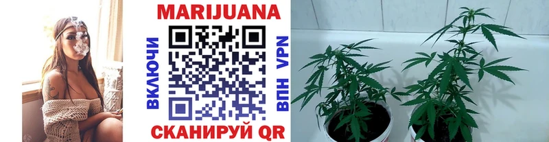 Купить закладки Тайга Каннабис планчик